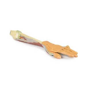 3D Printed Forearm and Hand with Deep Dissection