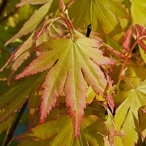 Acer palmatum 'Orange Dream'