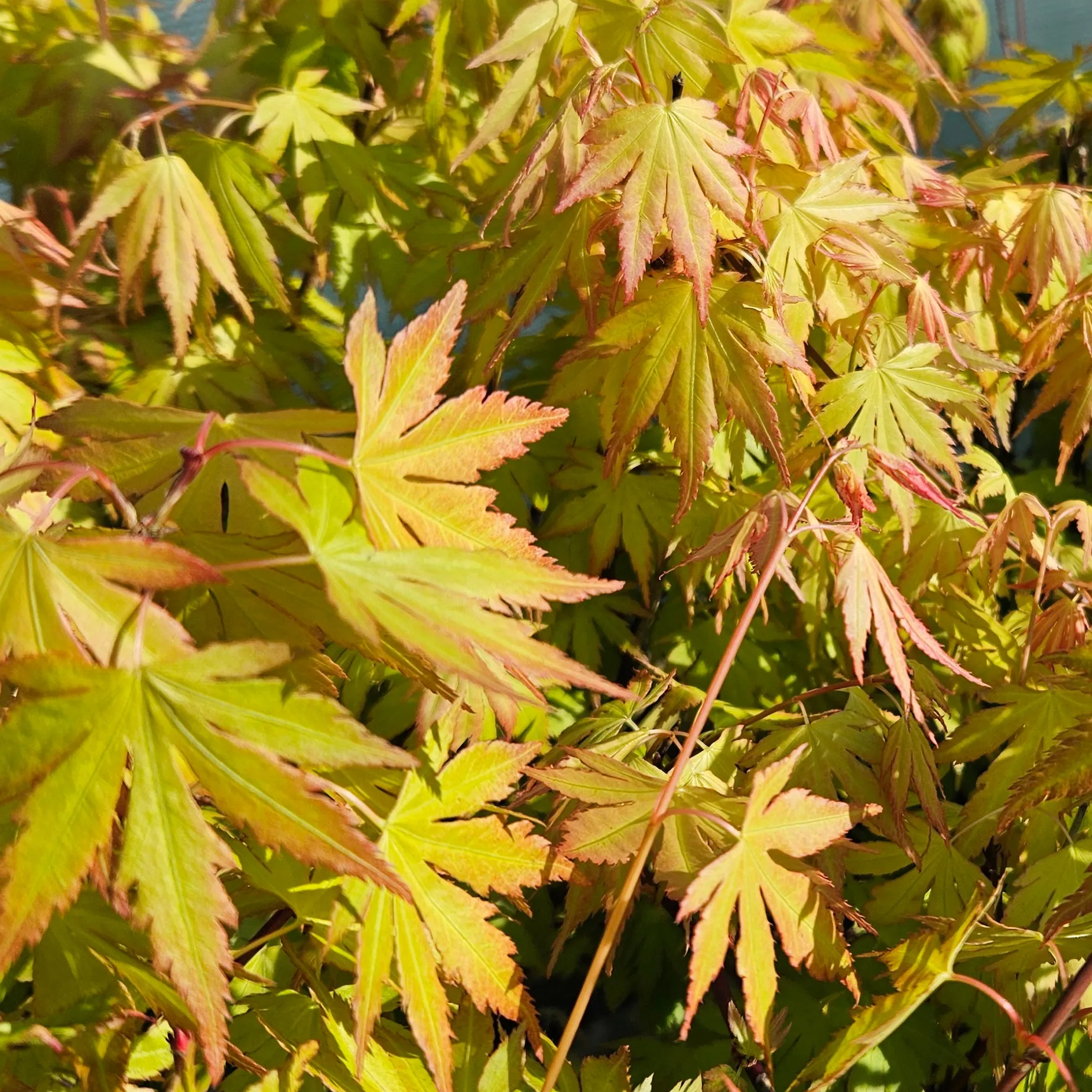 Acer palmatum 'Orange Dream'