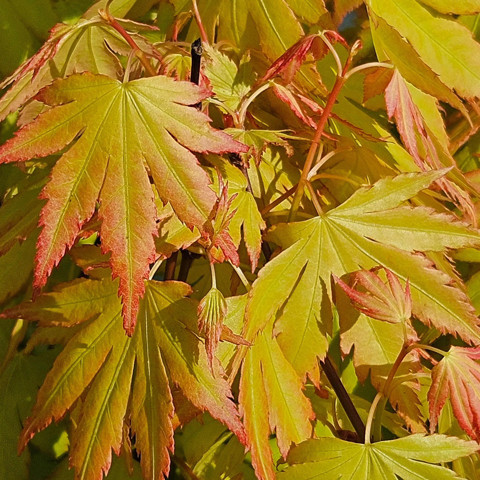 Acer palmatum 'Orange Dream'