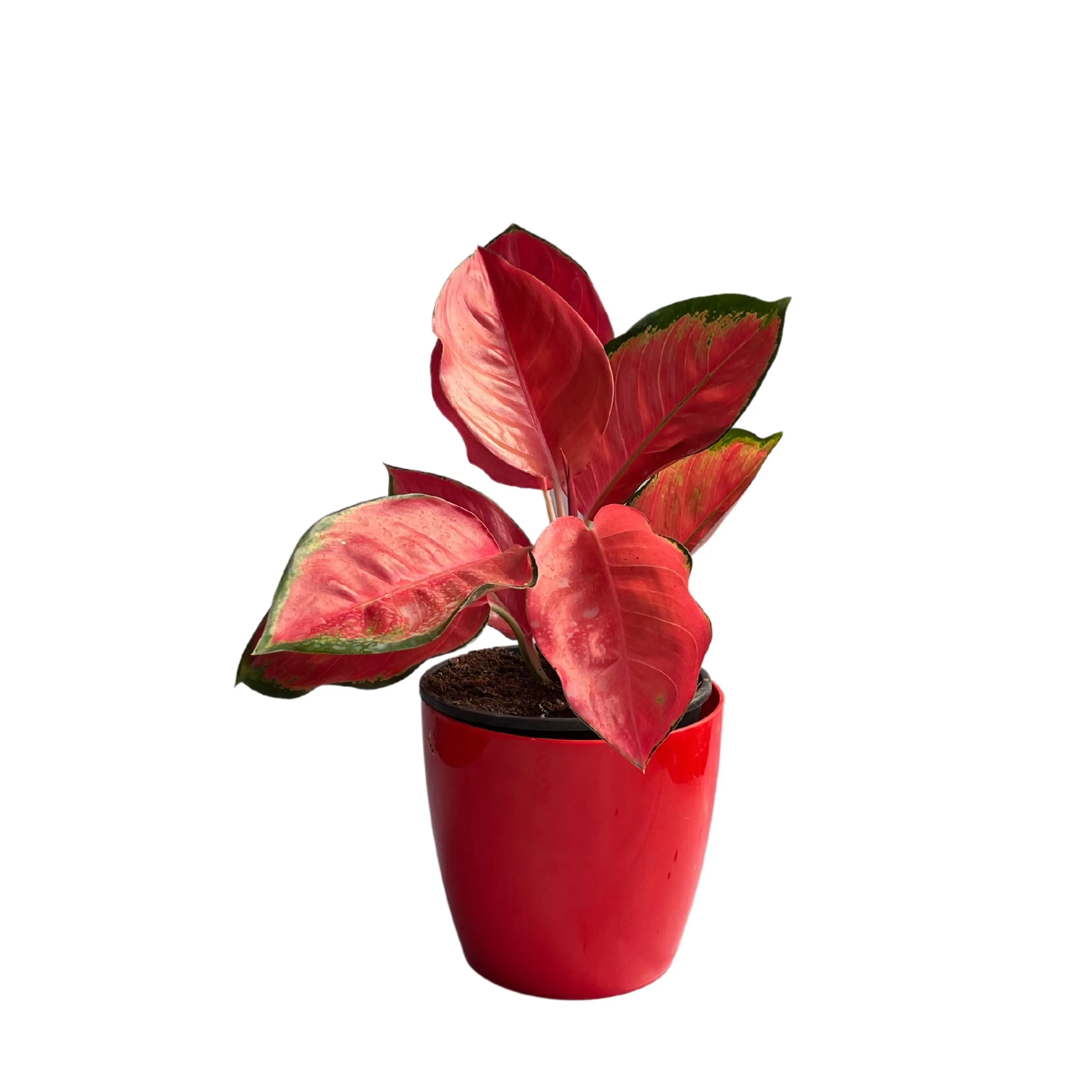 Aglaonema Red Valentine,Prestige Premium Variety Natural Live Plant in Pot