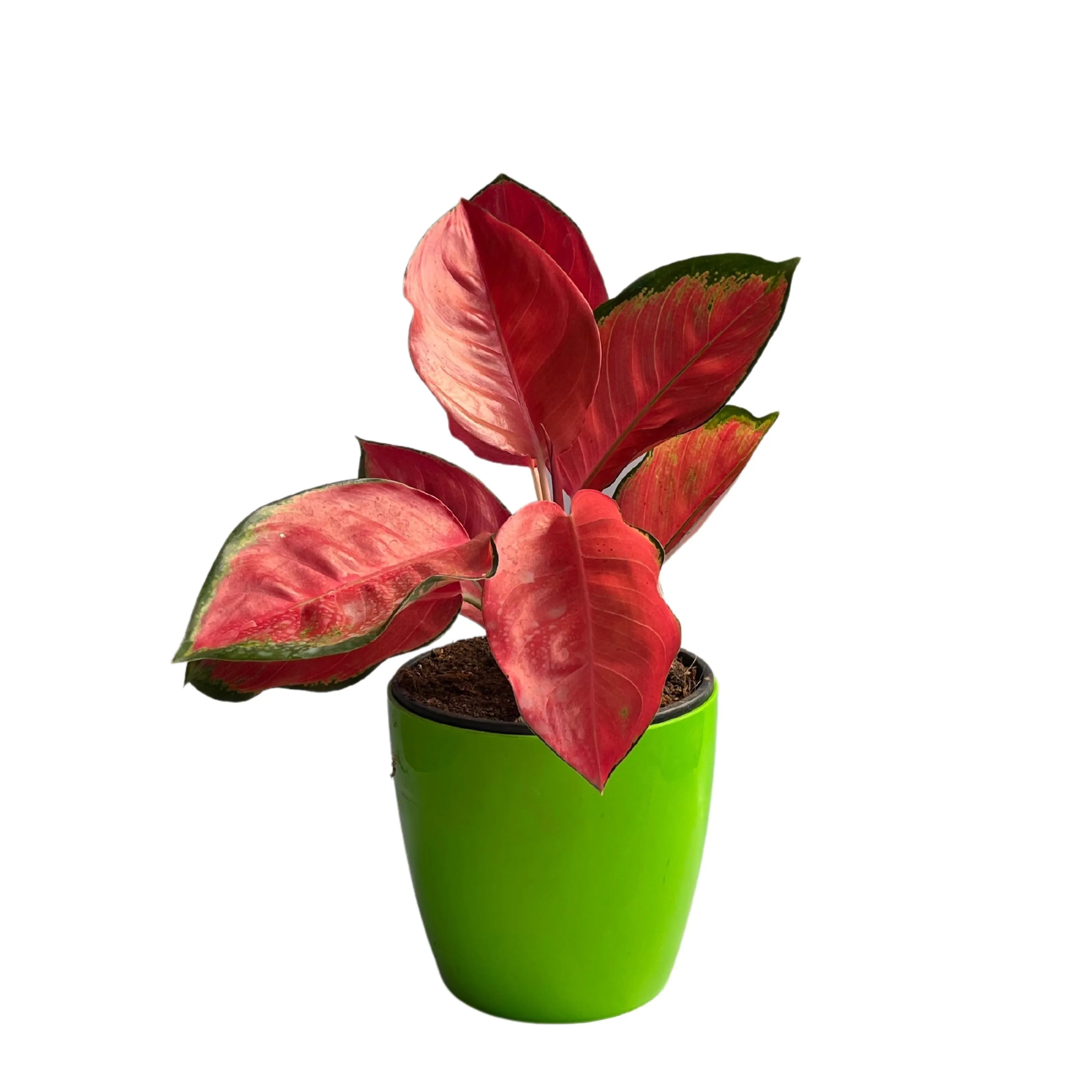Aglaonema Red Valentine,Prestige Premium Variety Natural Live Plant in Pot