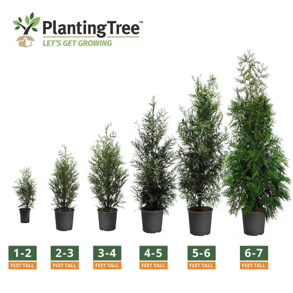 Thuja Green Giant