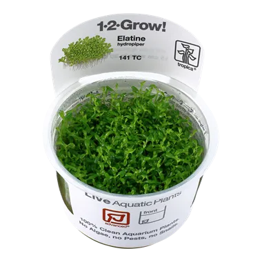 Tropica Elatine hydropiper 1-2-Grow